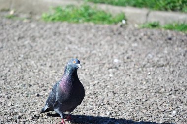 İngiltere 'nin Luton kasabasındaki yerel halk parkında şirin güvercin.