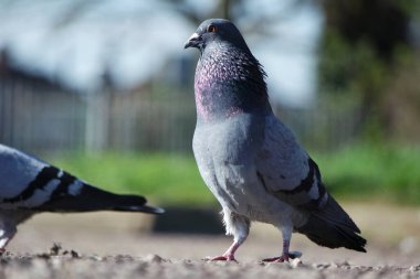 İngiltere 'nin Luton kasabasındaki yerel halk parkında şirin güvercin.