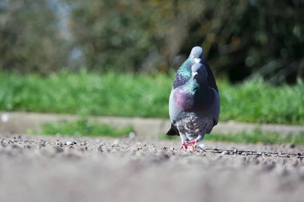 Cute Pigeons Local Public Park Luton Town England — Fotografia de Stock