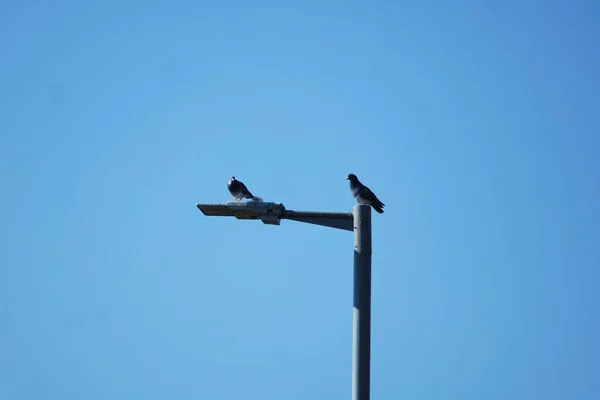 Pigeons Mignons Dans Parc Public Local Luton Town England Royaume — Photo