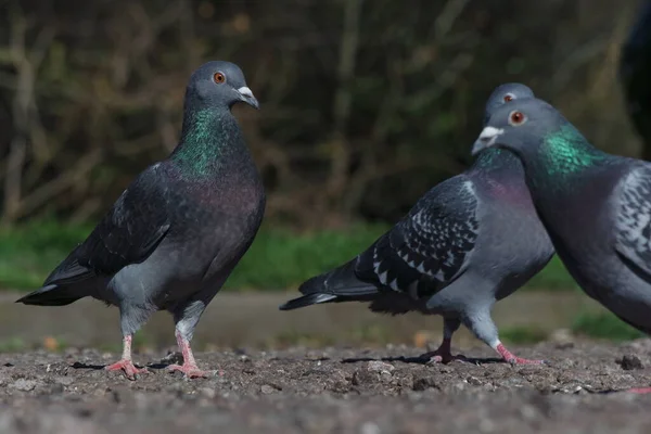 Cute Pigeons Local Public Park Luton Town England — Fotografia de Stock