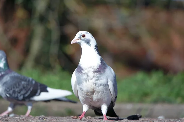 Cute Pigeon Local Public Park Luton Town England — Stock Photo, Image