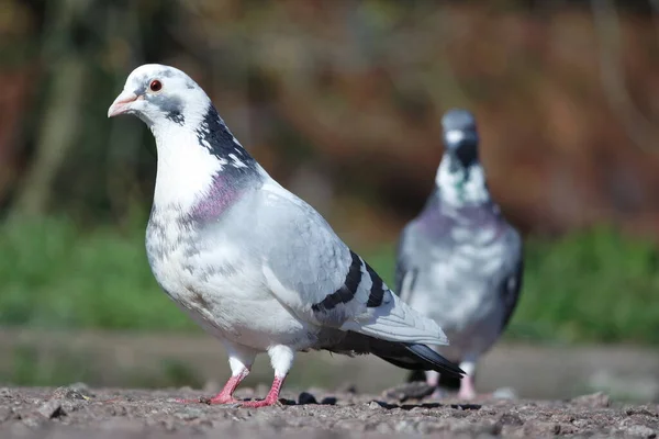 Cute Pigeons Local Public Park Luton Town England — Stock Photo, Image