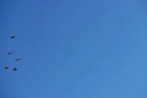 Słodkie Gołębie Lokalnym Parku Publicznym Luton Town Anglii — Zdjęcie stockowe