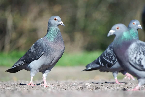 Pigeons Mignons Dans Parc Public Local Luton Town England Royaume — Photo