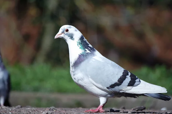 Mignon Pigeon Dans Parc Public Local Luton Town England Royaume — Photo
