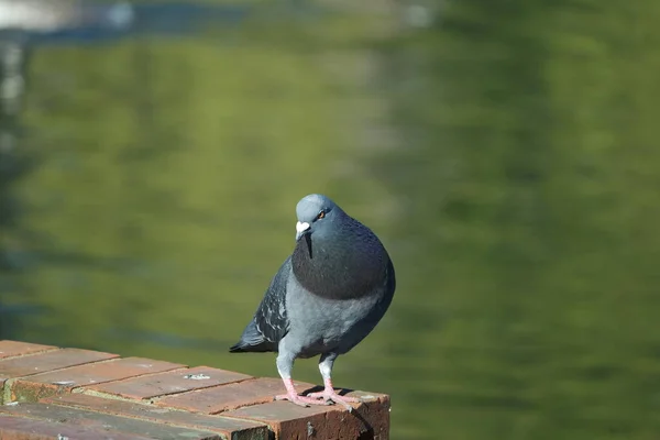 英国卢顿镇当地公园的可爱鸽子 — 图库照片