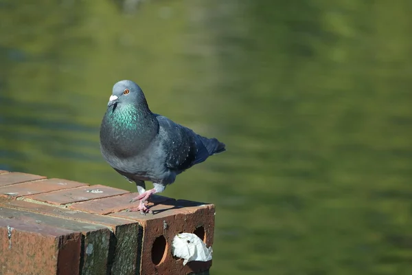 Cute Pigeon Local Public Park Luton Town England — Stock Photo, Image