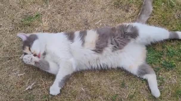 Kucing Persia Membersihkan Dirinya Rumput — Stok Video