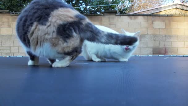 Kucing Sedang Makan Pagi Hari — Stok Video