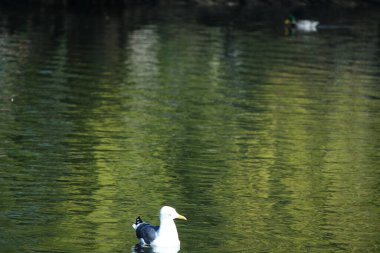 Şirin Su Kuşları İngiltere 'nin Luton İngiltere' sindeki Wardown Gölü Parkı 'nda yüzüyorlar.
