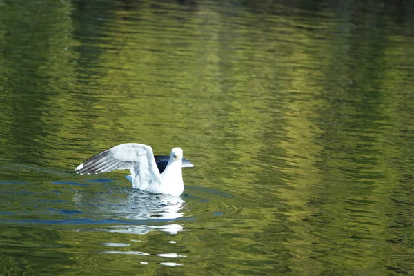 stock image Cute Water bird Swimming in the Lake Water of Wardown Park of Luton England UK