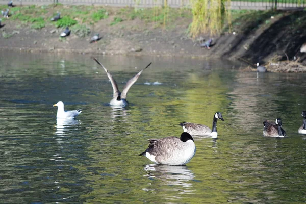 かわいい水の鳥がルトン イングランドのウォーダウン公園の湖の水で泳いでいます英国 — ストック写真