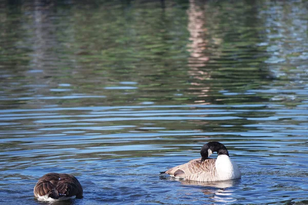 Lindos Pájaros Acuáticos Nadan Lago Water Wardown Park Luton Inglaterra — Foto de Stock