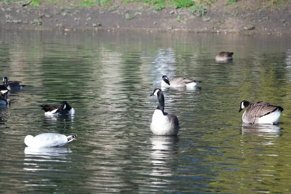 Şirin Su Kuşları İngiltere 'nin Luton İngiltere' sindeki Wardown Gölü Parkı 'nda yüzüyorlar.