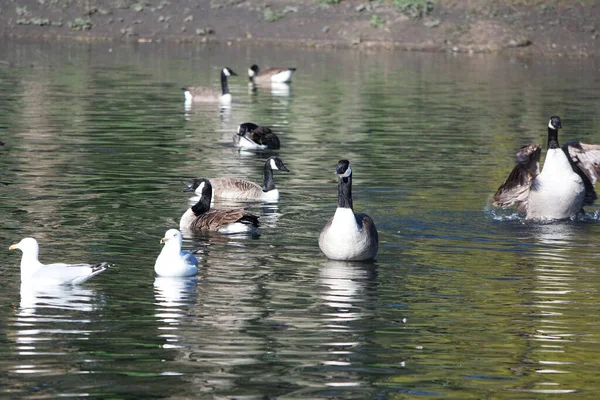 かわいい水の鳥がルトン イングランドのウォーダウン公園の湖の水で泳いでいます英国 — ストック写真