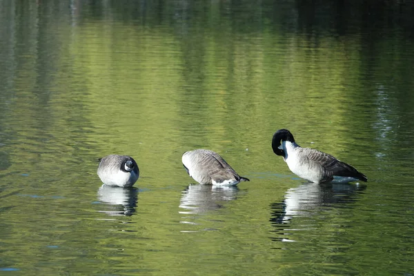 Słodkie Ptaki Wodne Pływają Jeziorze Water Wardown Park Luton Anglia — Zdjęcie stockowe