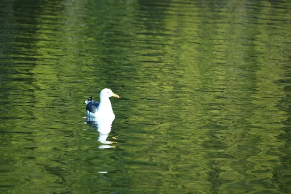 Lindo Pájaro Acuático Nadando Lago Water Wardown Park Luton Inglaterra — Foto de Stock