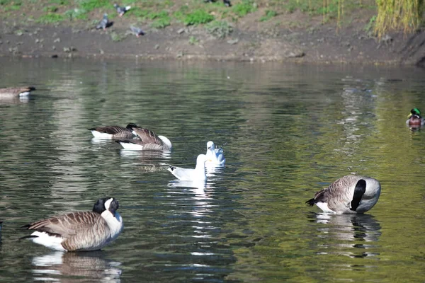 Des Oiseaux Aquatiques Mignons Nagent Dans Lac Water Wardown Park — Photo