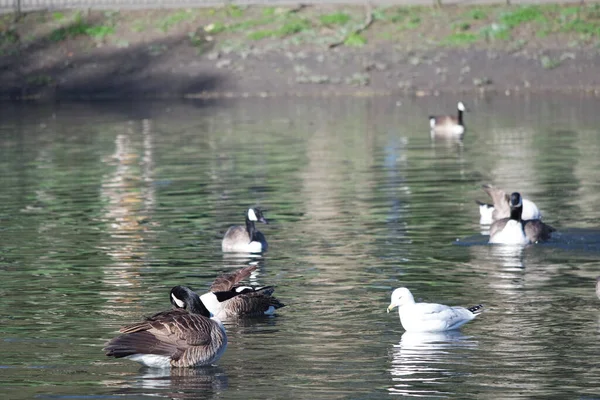 Des Oiseaux Aquatiques Mignons Nagent Dans Lac Water Wardown Park — Photo