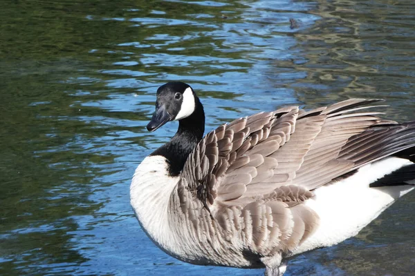Niedlicher Wasservogel Schwimmt Lake Water Wardown Park Von Luton England — Stockfoto