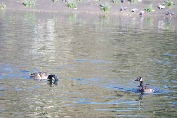 Симпатичные Водоплавающие Птицы Плавают Озерной Воде Парка Уордаун Английском Городе — стоковое фото