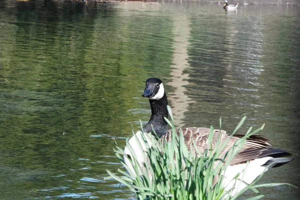 Симпатичная Водяная Птица Заплыла Озерную Воду Парка Уордаун Английском Городе — стоковое фото