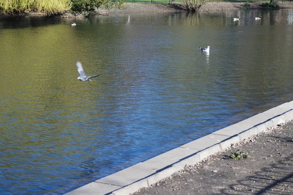 Słodkie Ptaki Wodne Pływają Jeziorze Water Wardown Park Luton Anglia — Zdjęcie stockowe