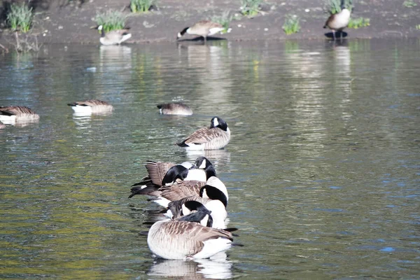 Söta Vattenfåglar Simmar Lake Water Wardown Park Luton England — Stockfoto