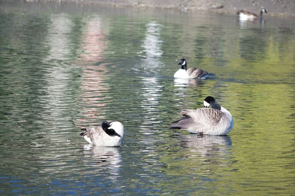 Aves Aquáticas Bonitos Estão Nadando Água Lago Wardown Park Luton — Fotografia de Stock