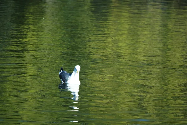 Pássaro Água Bonito Natação Lago Água Wardown Park Luton Inglaterra — Fotografia de Stock