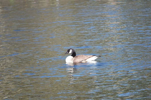 Mignon Oiseau Eau Natation Dans Lac Eau Wardown Park Luton — Photo