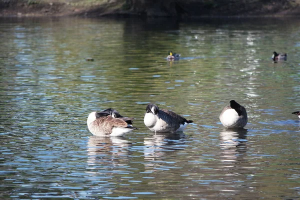 Lindos Pájaros Acuáticos Nadan Lago Water Wardown Park Luton Inglaterra — Foto de Stock