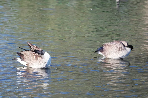 Cute Water Birds Swimming Lake Water Wardown Park Luton England — Stock Photo, Image