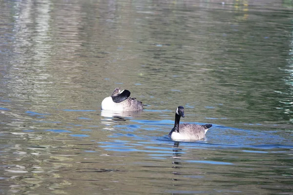 Симпатичные Водоплавающие Птицы Плавают Озерной Воде Парка Уордаун Английском Городе — стоковое фото