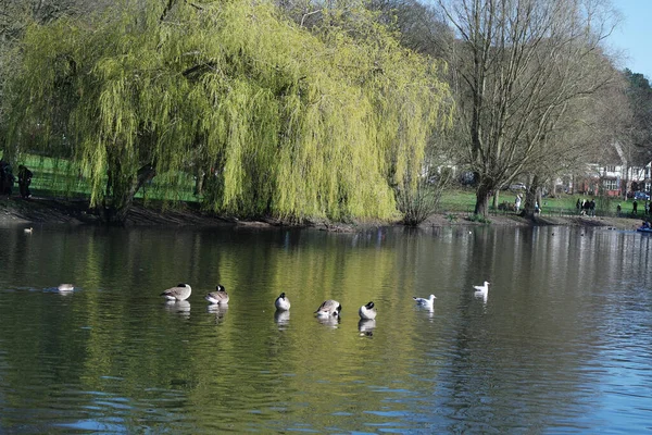 Lindos Pájaros Acuáticos Nadan Lago Water Wardown Park Luton Inglaterra —  Fotos de Stock