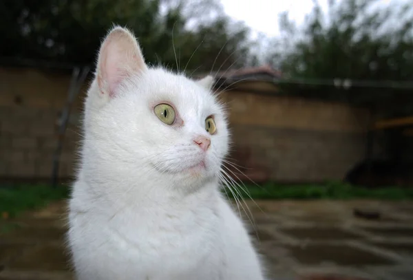 Şirin Pers Kedisi Bahçesinde Poz Veriyor — Stok fotoğraf