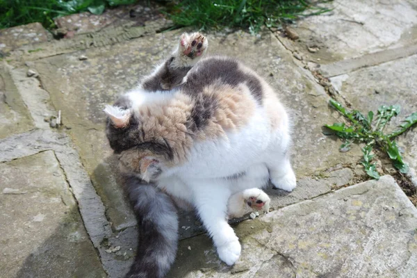 可爱的波斯猫栖息在自家花园 — 图库照片