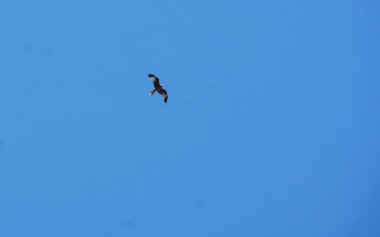 Kuş gökyüzünde uçuyor.