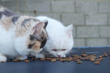 İki kedi yemek yiyor, yakın plan.