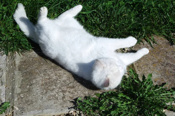 Retrato Gato Branco Bonito — Fotografia de Stock