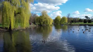 İngiltere Gölü 'nde Güzel ve Sevimli Su Kuşları