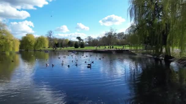 Όμορφη Και Χαριτωμένο Υδρόβια Πουλιά Στη Λίμνη Της Αγγλίας — Αρχείο Βίντεο