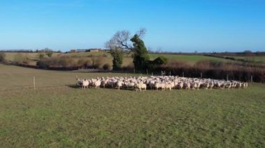 Güneşli bir günde İngiliz Hayvan Çiftliklerinin Yüksek Açılı Görüntüleri 