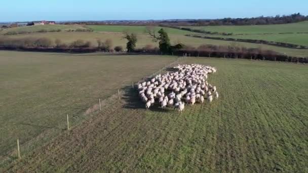 High Angle Beelden Van Britse Animal Sheep Farms Een Heldere — Stockvideo