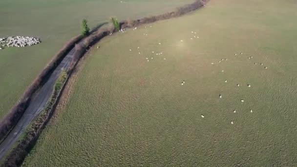 明るい晴れた日に英国の動物羊農場の高角度映像 — ストック動画