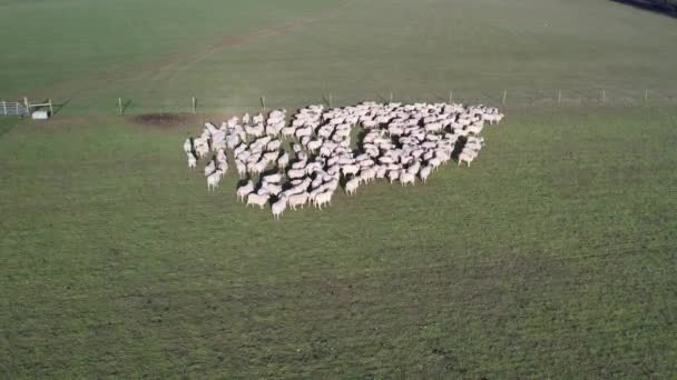 Video Alto Angolo Allevamenti Pecore Animali Britannici Giorno Luminoso Soleggiato — Video Stock