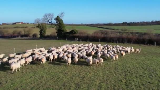 Vysoký Úhel Záběry Britských Zvířat Ovce Farmy Jasný Slunečný Den — Stock video
