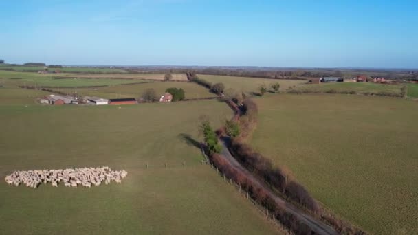 艳阳天英国畜禽饲养场的高角度镜头 — 图库视频影像
