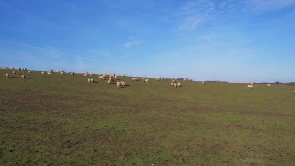 Filmagem Alto Ângulo Fazendas Ovinos Britânicos Dia Ensolarado Brilhante — Vídeo de Stock